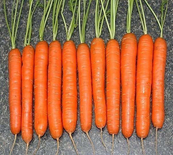 Какая морковь лучше и как получить хороший урожай?