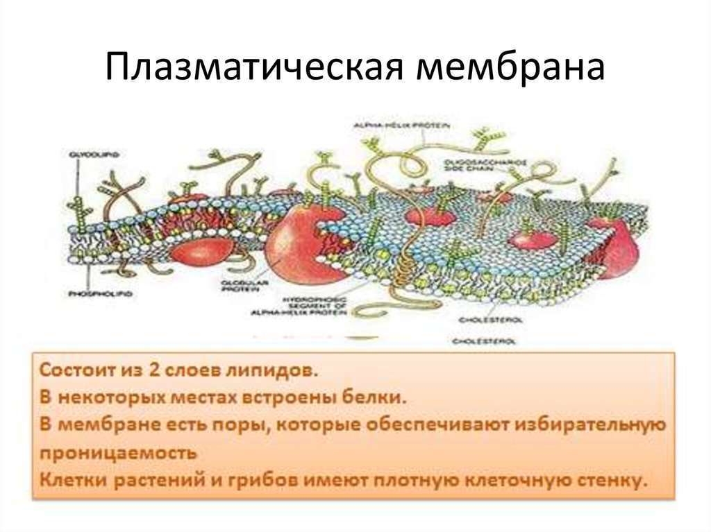 Мембрана растительной клетки функции. Строение плазматической мембраны растительной клетки. Строение клеточной мембраны растительной клетки. Функция мембраны растительной клетки. Строение клеточной мембраны растений.