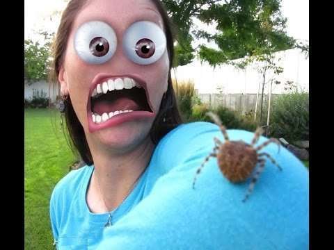 К чему снятся жуки и тараканы и пауки, которых уничтожают?