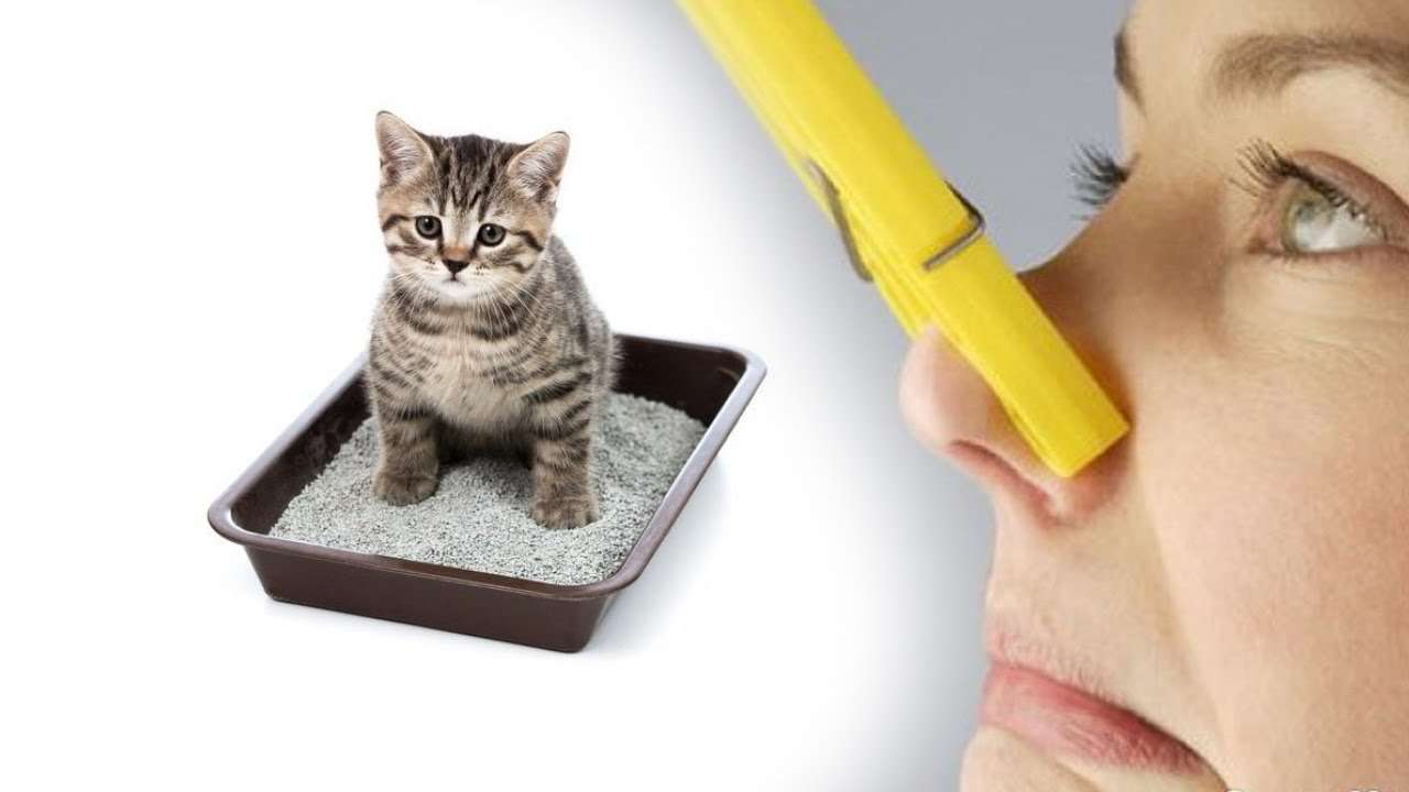 Как избавиться от запаха кошачьей мочи дома?