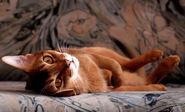Как избавиться от запаха кошачьей мочи на полу: ковры