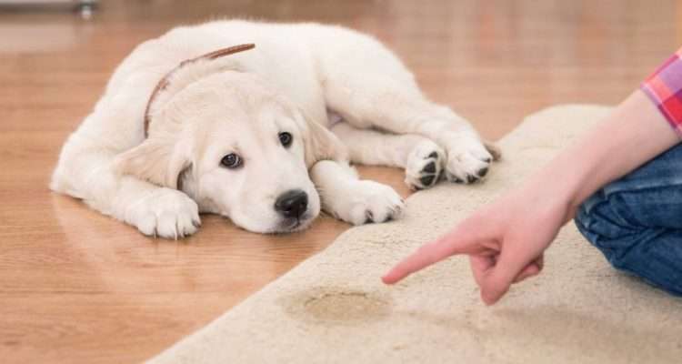 Как избавиться от запаха собачьей мочи на диване?
