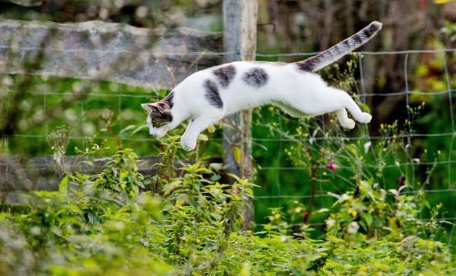 Рекомендации, как отвадить чужих котов от огорода