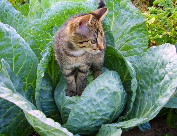 Современные варианты, как отвадить котов гадить в огороде