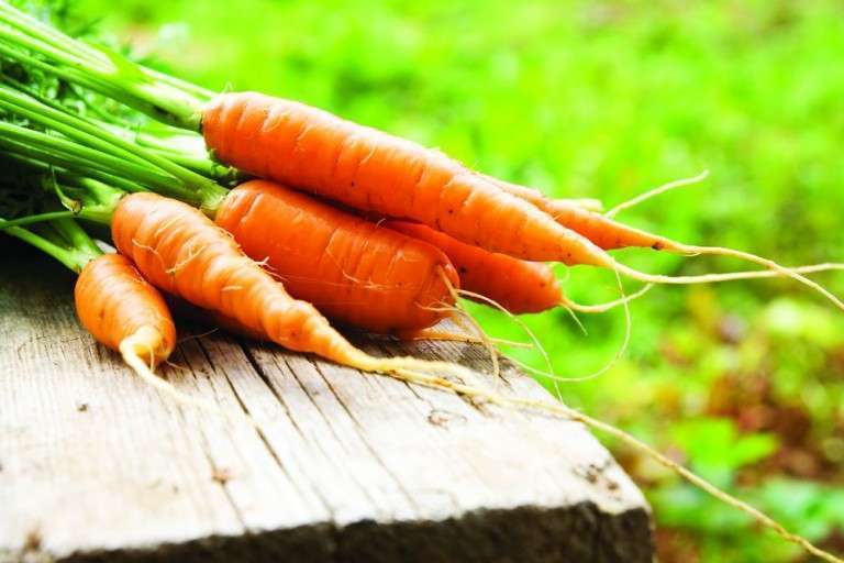 Каким способом сохранить свежую морковь?