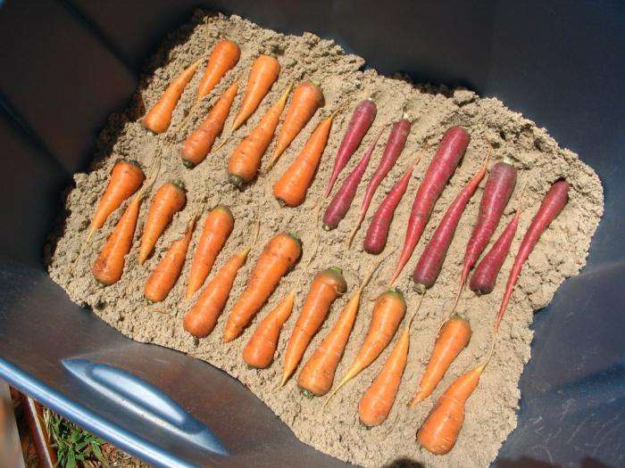 Как сохранить морковь в погребе?