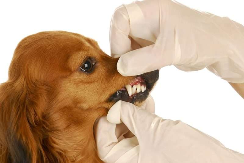 Причины запаха изо рта у собаки