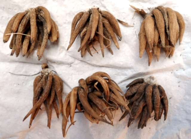 Ранункулюсы: выращивание из луковиц