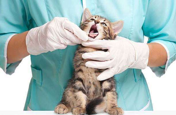 Лечение кошек от глистов