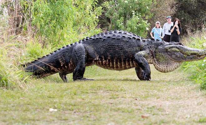 длина крокодила 