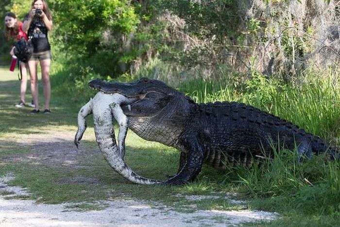 Сколько составляет длина тела крокодила?