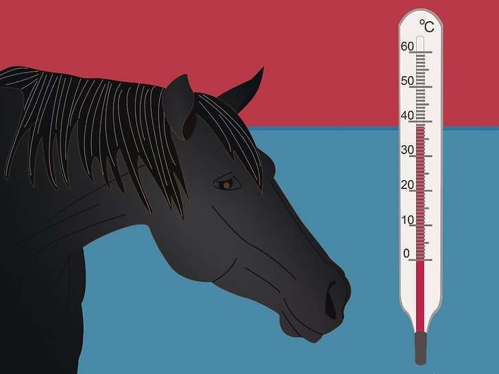 Температура тела лошади норма