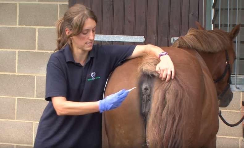 Как правильно измерить температуру тела лошади?