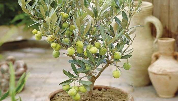 Оливковое дерево из семян