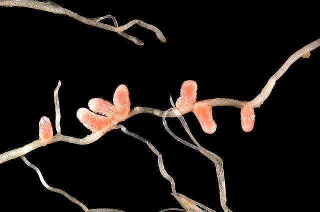 Клубеньковые бактерии живут на корнях