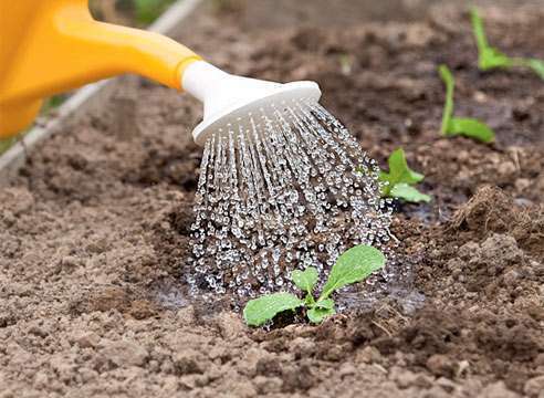 как сажать капусту рассадой в грунт