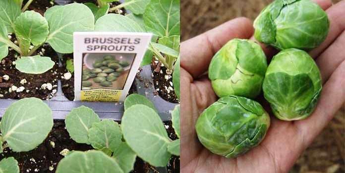 когда и как сажать брюссельскую капусту на рассаду