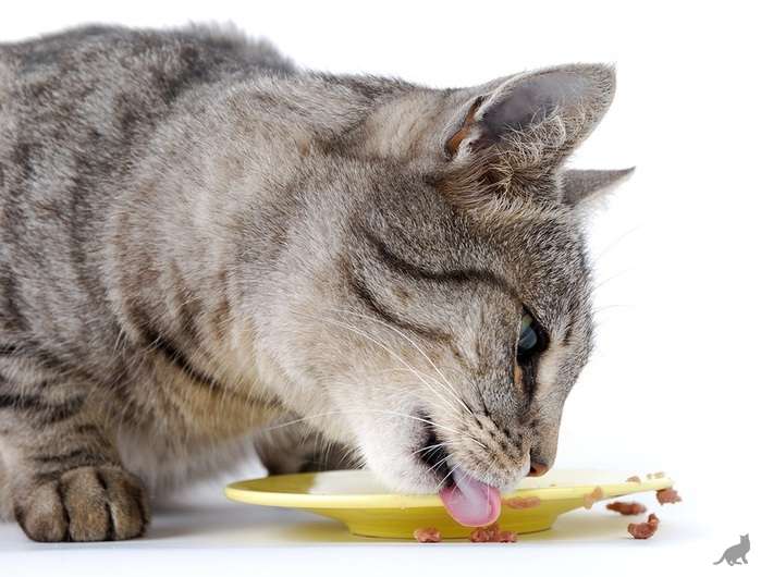 Котенок не ест сухой корм, что делать?