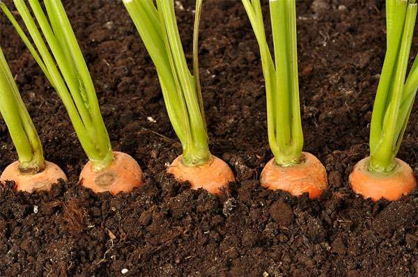 Как вырастить морковь в открытом грунте?