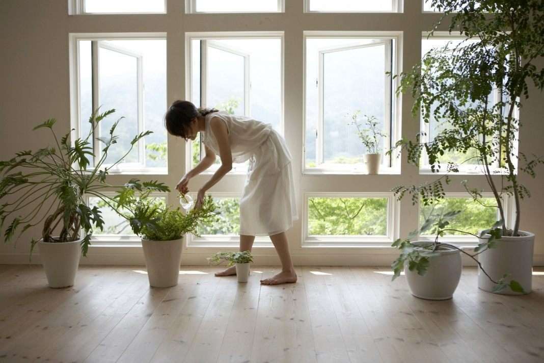 Растения, увлажняющие воздух в квартире