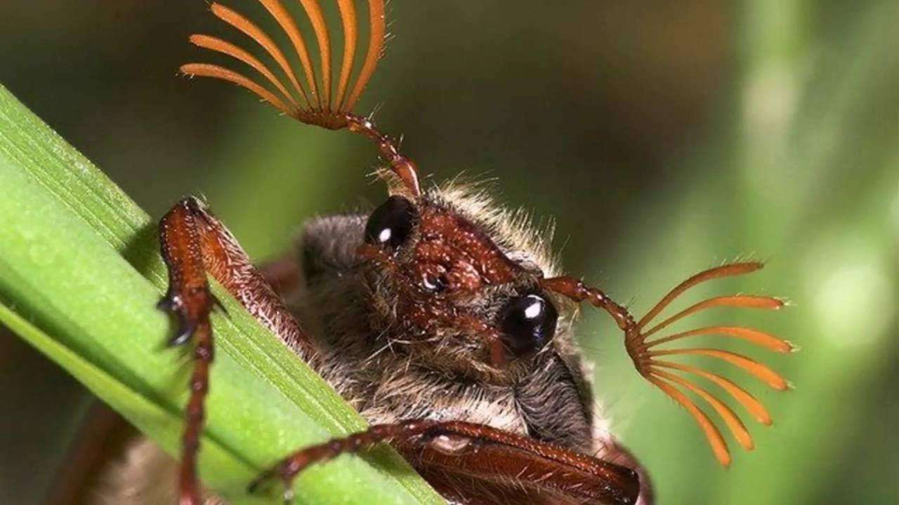 К чему снятся жуки майские, колорадские, черные и другие?