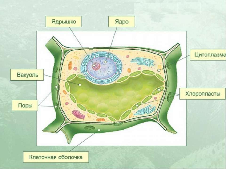 Особенности цитоплазмы растительной клетки