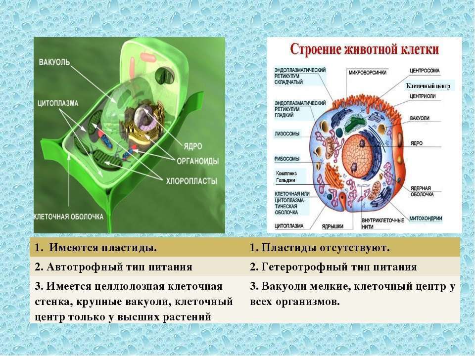 цитоплазма у растительной и животной клетки 