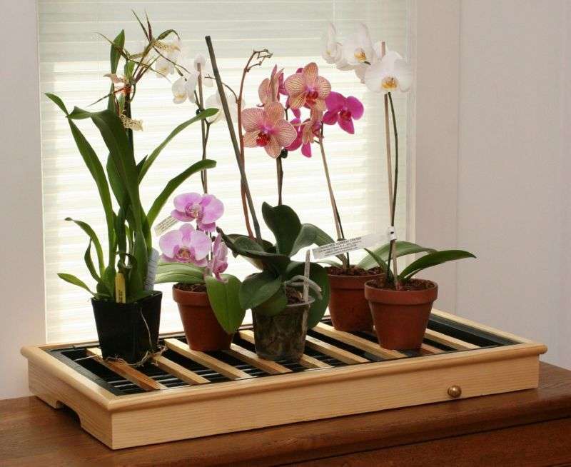 уход за орхидеями фаленопсис в горшке в домашних условиях