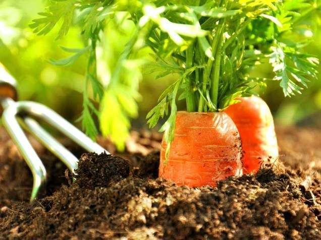 Как правильно сажать морковь чтобы получить хороший урожай?