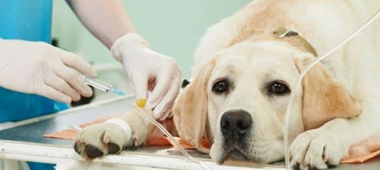 Минусы стерилизации собак
