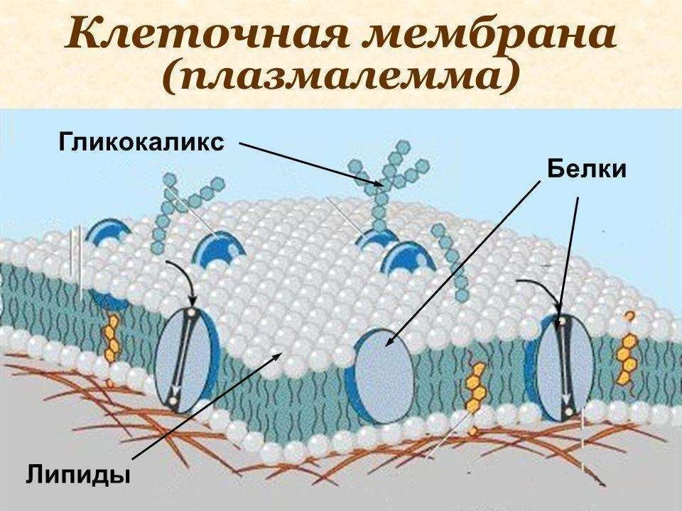 клеточная мембрана в растительной клетке