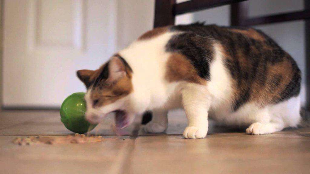 почему рвет кота едой