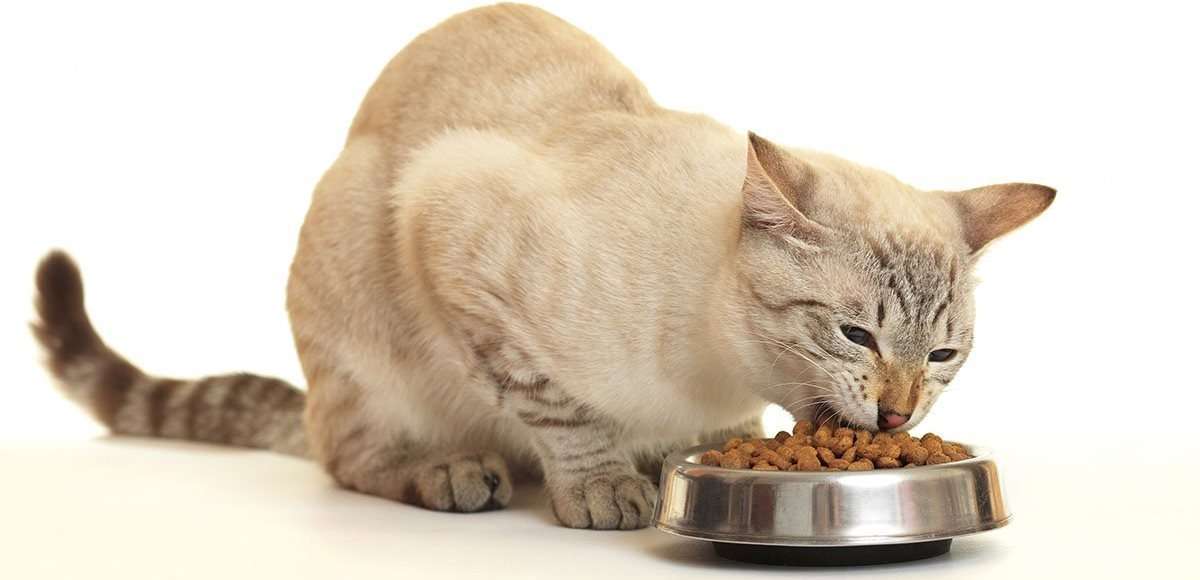 Проблемы с кормом: почему рвет кота после еды и что делать?