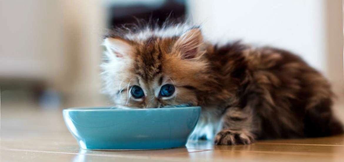 Почему котенок не ест, только пьет воду?