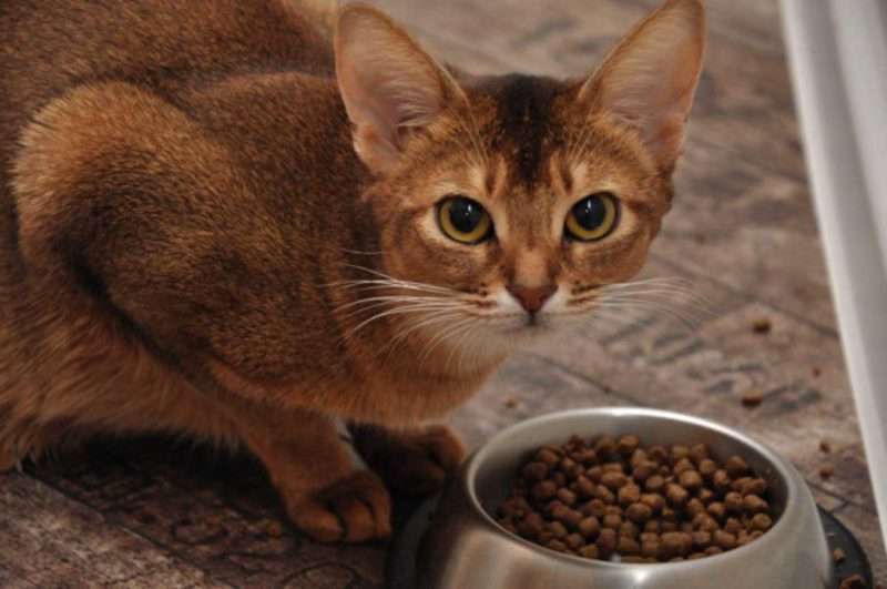 Котенок не ест кошачий корм: что делать?