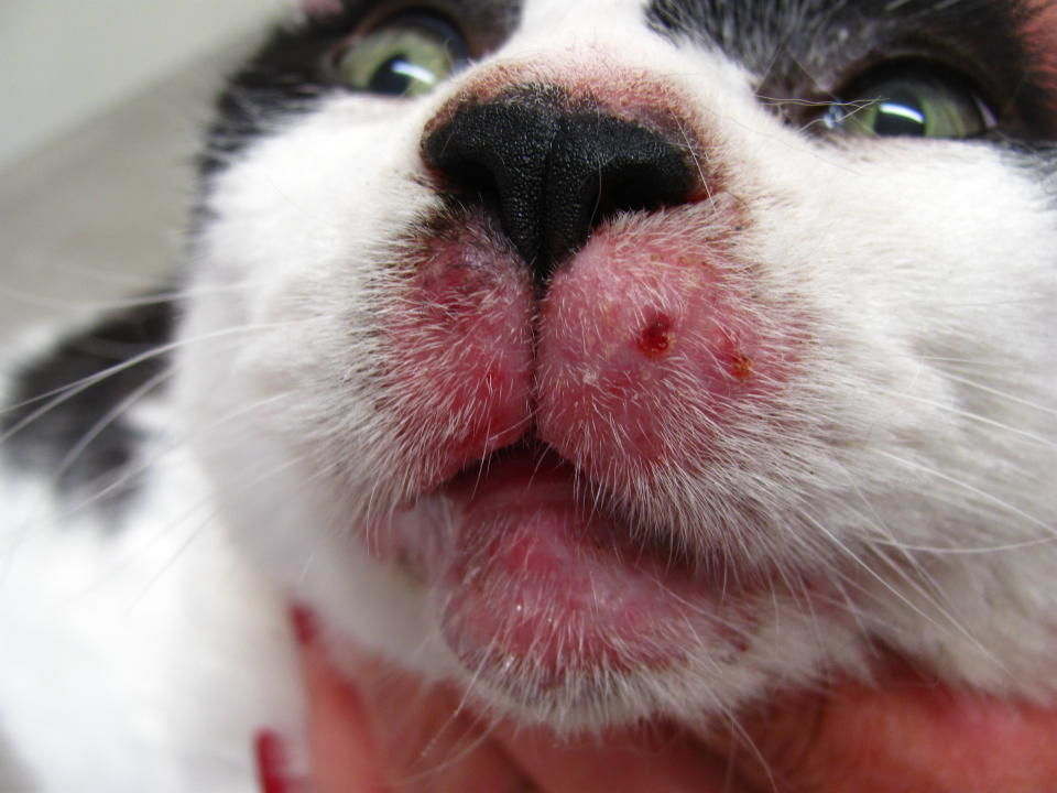 Почему у кота выпадают усы, если он здоров?