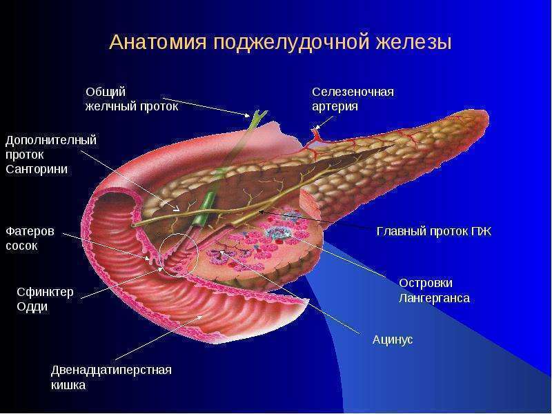 Покажи картинку поджелудочной железы. Поджелудочная железа строение и функции. Строение поджелудочной железы человека анатомия. Внешнее строение поджелудочной железы. Внутреннее строение поджелудочной железы.