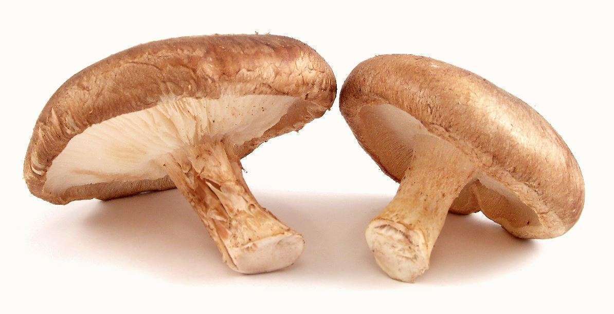 сушеный гриб шиитаке