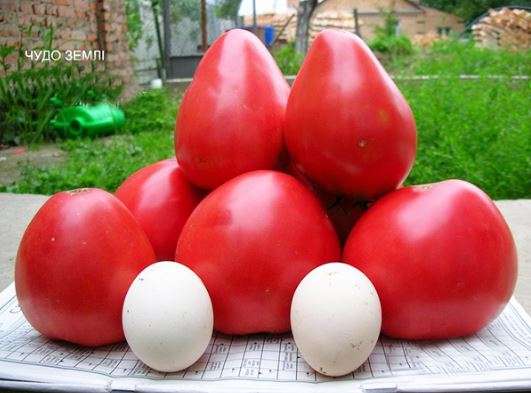томаты сорта чудо земли 