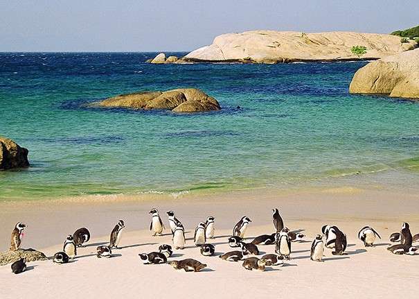 Пингвиний пляж в ЮАР