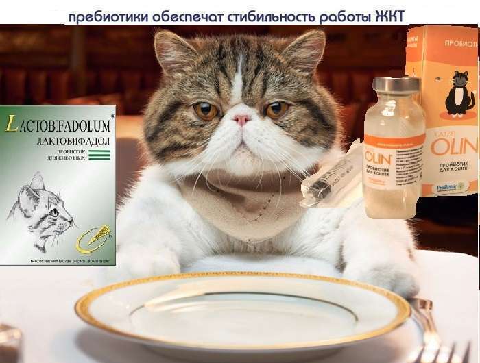 пробиотик для кошек