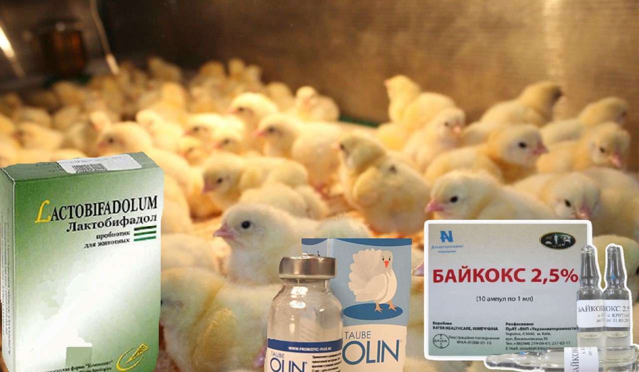 пробиотик для цыплят бойлеров