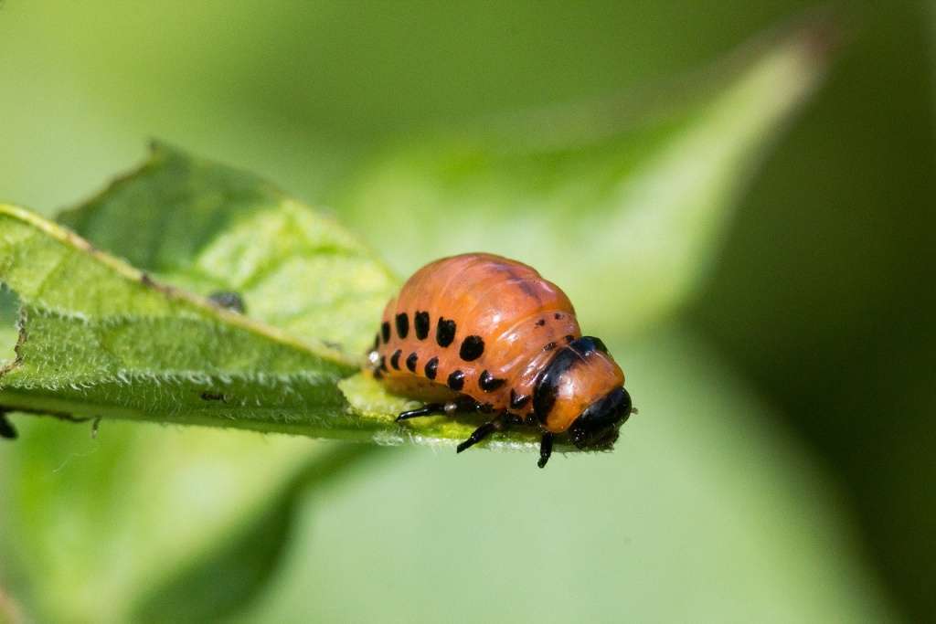Влияние условий на жизнедеятельность жука