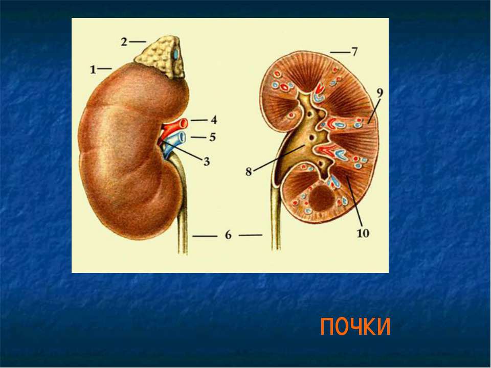 Синдром Гассера