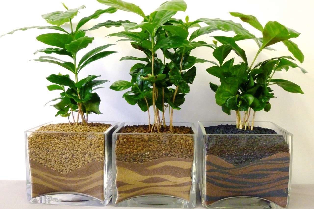 Как вырастить кофейное дерево: черенкование