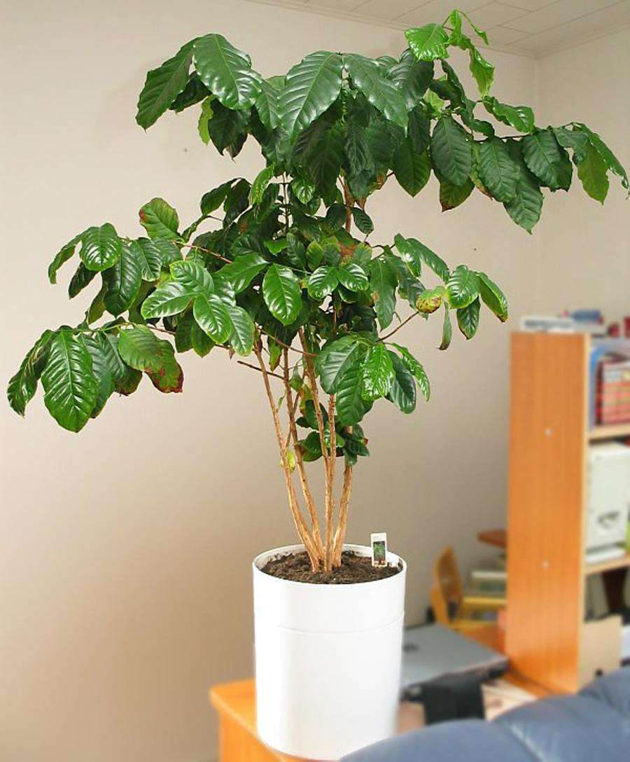 Кофейное дерево: растение из семян