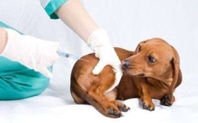 чем лечить энтерит у собак