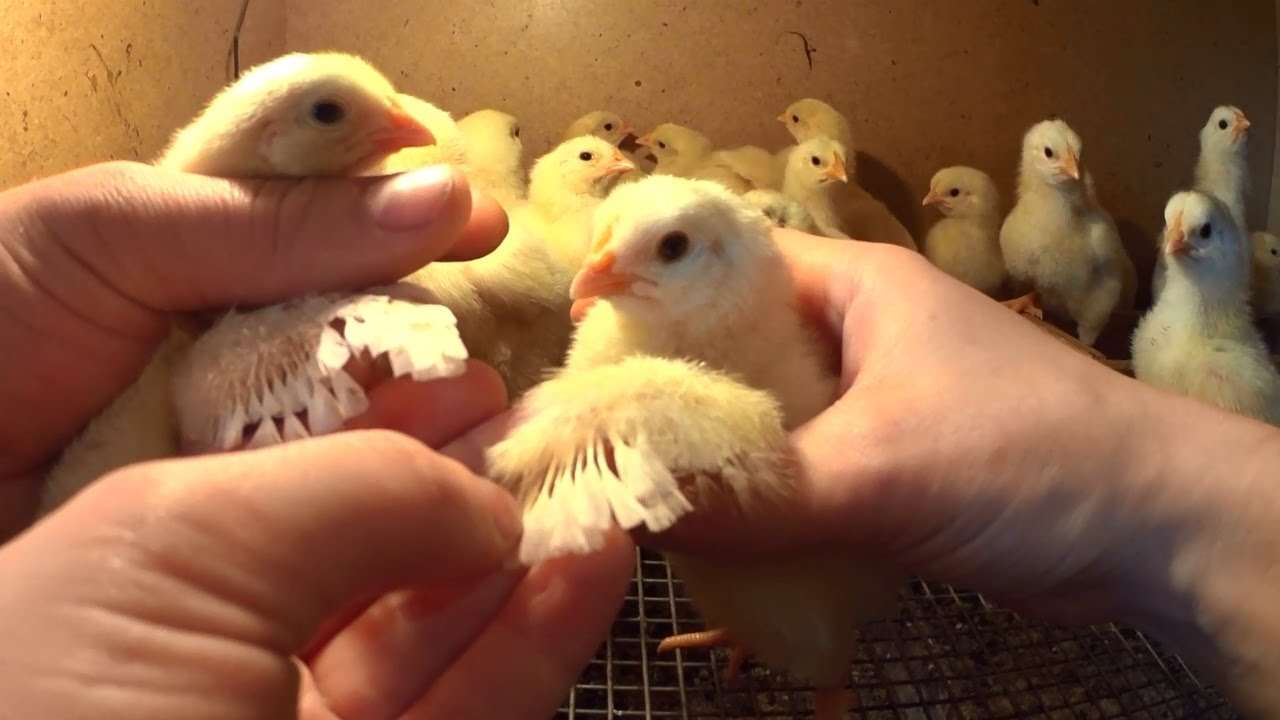 Как отличить курицу от петуха бройлеров новичкам в этом деле