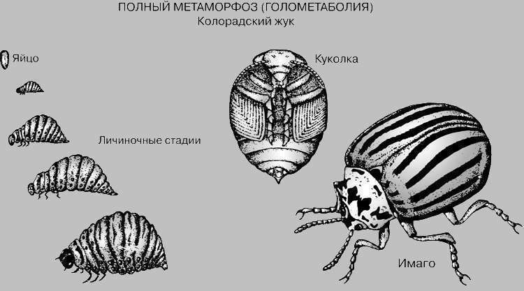 Тип развития колорадского жука