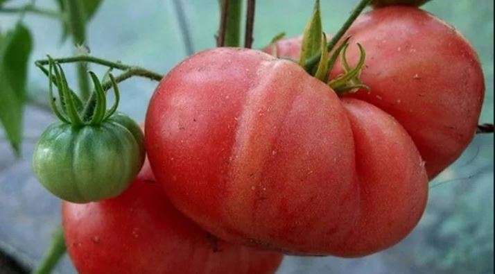 томат малиновый гигант